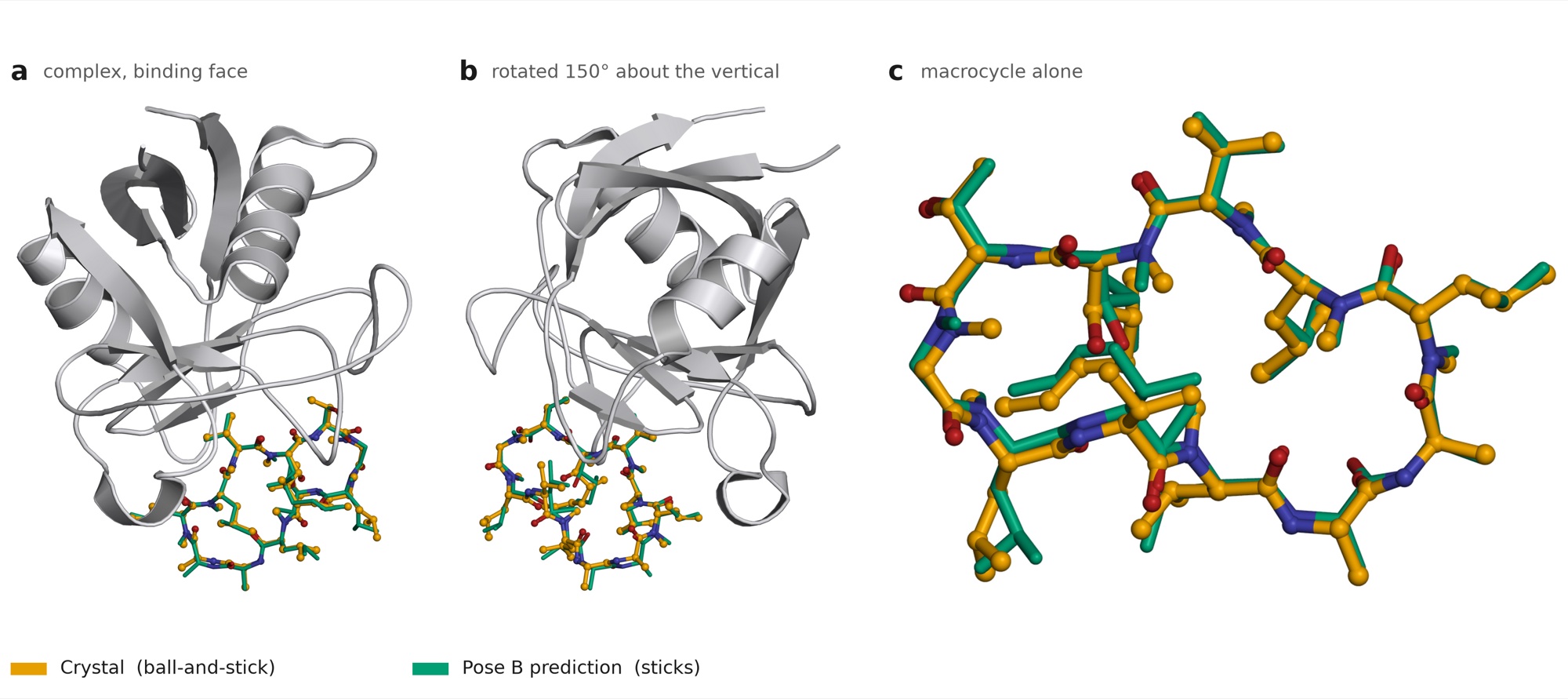 Three panels: a grey receptor ribbon with the bound macrocycle from the front and rotated 150 degrees, then the macrocycle alone. Crystal pose in orange, prediction in green, almost overlapping.